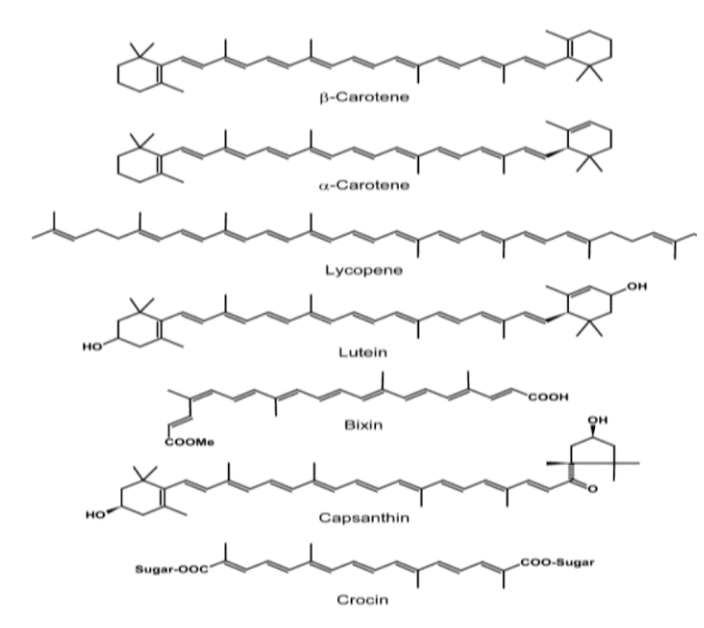 Structure of carotenoids.PNG